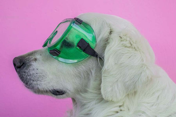 Profile of English Cream Retriever wearing green goggles against a bright pink background