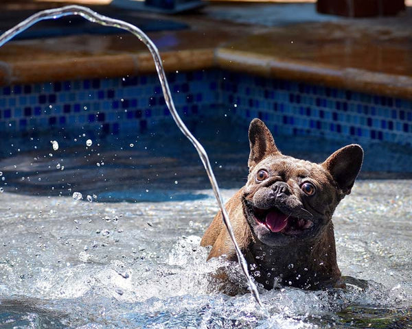 French bulldog chases stream of water while playing in shallow pool