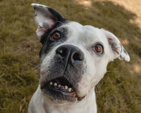 White and black pit bull mutt with a mildly flabbergasted expression