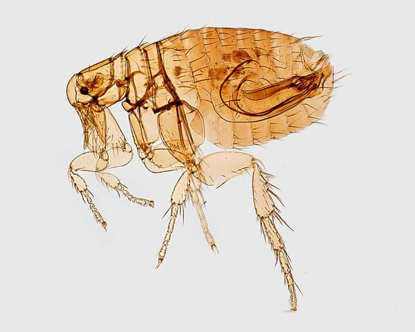 Lateral view of a common flea seen via microscope