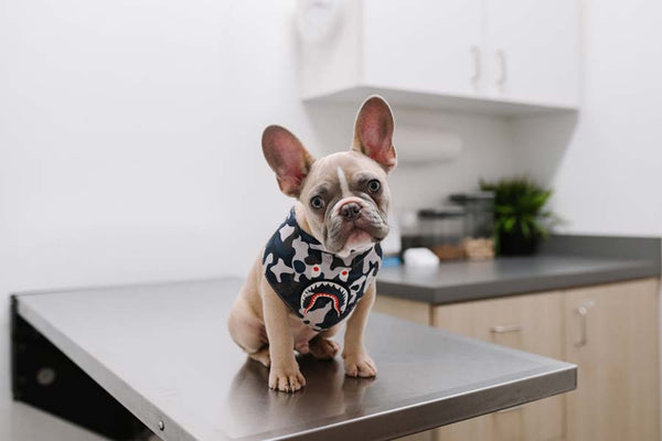 Gray French bulldog with patterned bandanna sitting on veterinary examination table