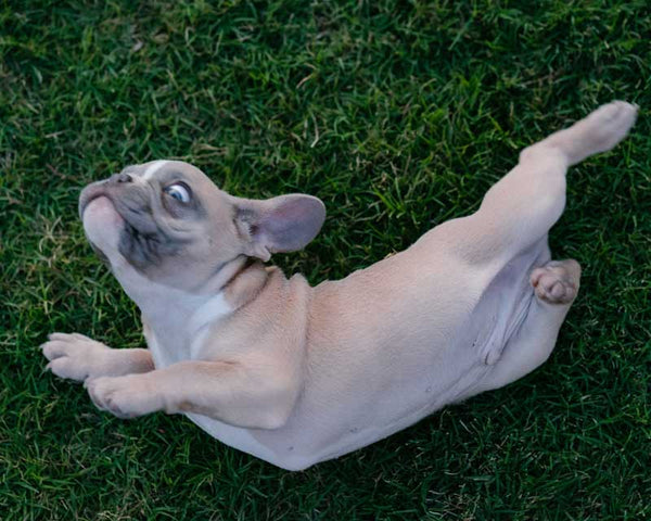 French Bulldog lying in odd twisted pose on grass, likely while rolling over