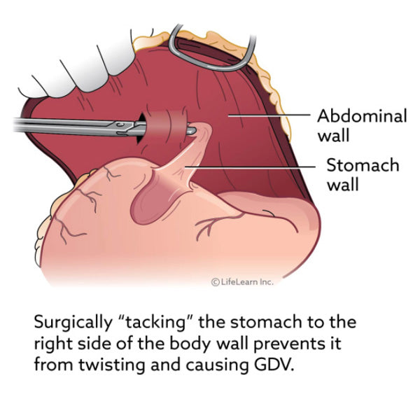Illustrative diagram with text describing Gastropexy surgery performed on animal stomach