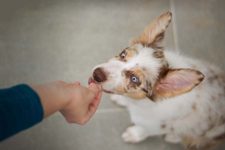 Hand gives oral medication to brown and white Australian Shepherd puppy sitting on tile floor