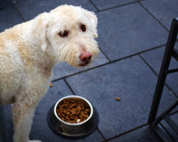 Golden Doodle looks back at camera with food bowl in background on stone floor