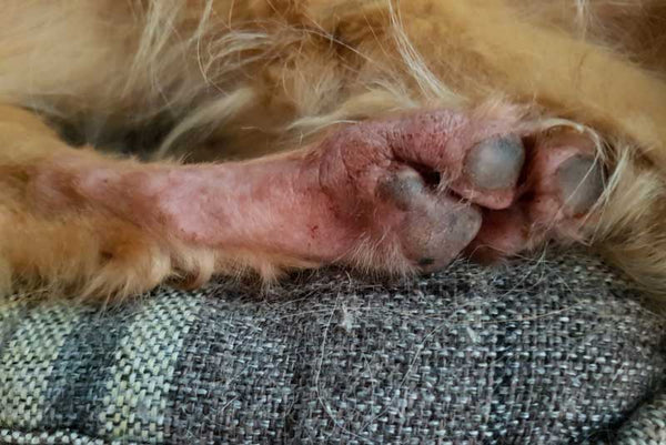 Hind leg and paw of Golden Retriever dog with hair loss and leathery pink skin