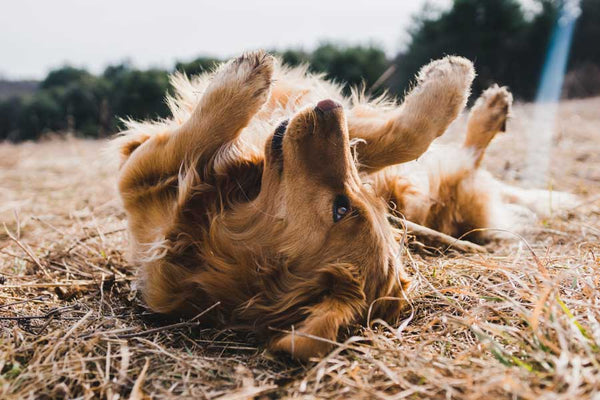 Golden Retriever rolls on back in dried grass on sunny day