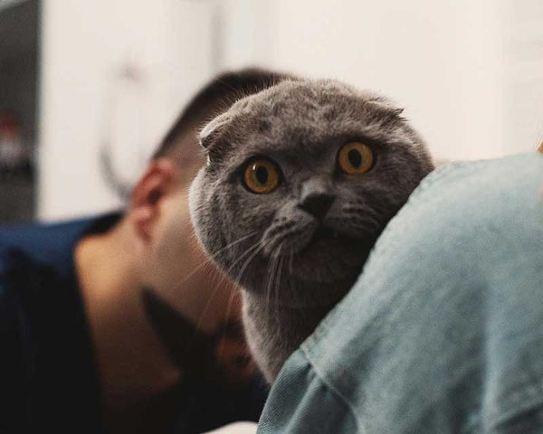 Gray shorthaired cat with orange eyes looks back at camera over shoulder of the person holding it while being examined by veterinarian