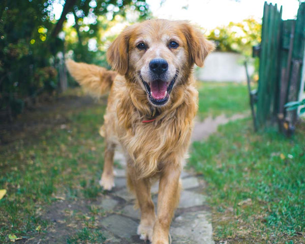 Happy senior Golden Retriever stands on outdoor stone path looking at camera