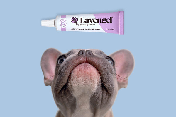 Closeup of French bulldog looking up at tube of Lavengel