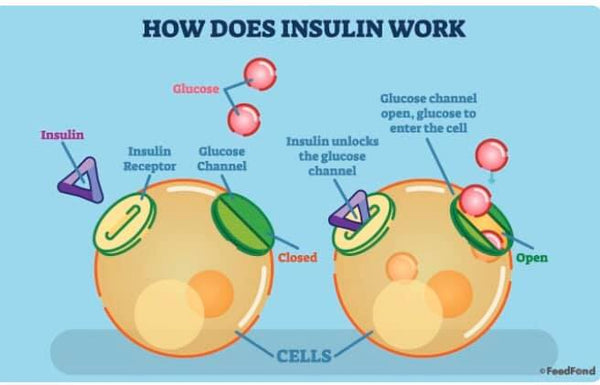 Illustrated diagram showing how insulin works in the body to unlock the glucose channels of cells to allow glucose into the cell. Title: How Does Insulin Work