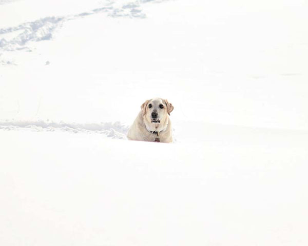 Yellow Labrador Retriever stands in deep snow in field