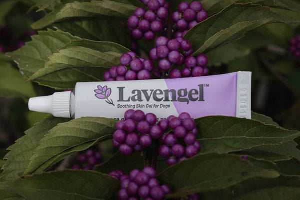 Original version of a tube of Lavengel lies on a plant with green leaves and purple berries