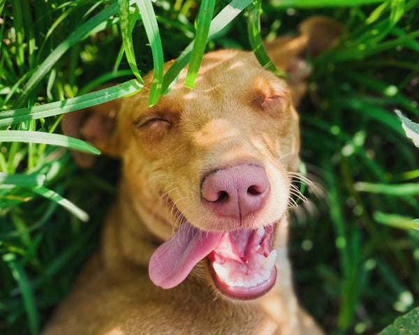 Close up of happy brown dog lying in tall grass with tongue hanging out