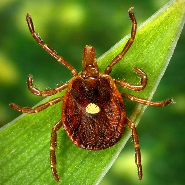 Closeup of Lone Star Tick on green leaf