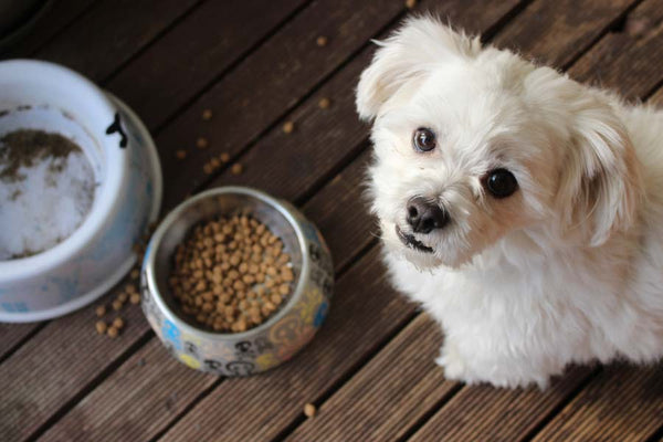 White Maltese dog looks up at camera standing next to stainless steel food bowl and dirty water bowl on wood floor