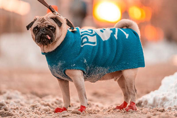 Pug with tongue sticking out, wearing blue sweater and red socks stands in snow