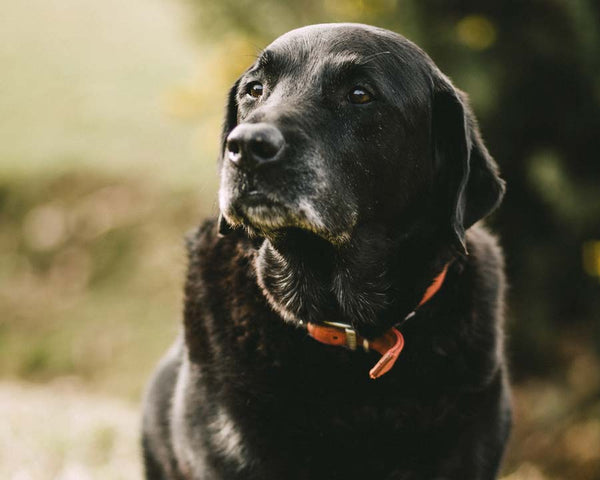 Senior black Labrador Retriever with red collar