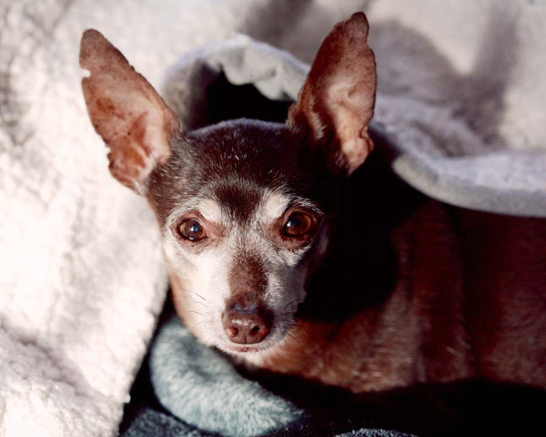 Black senior chihuahua with white face lies on blankets looking up at camera