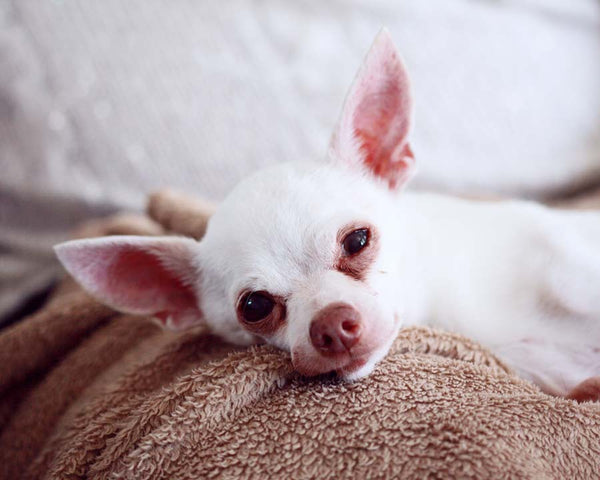 Senior white chihuahua lies on brown fleece blanket with head propped up looking at camera