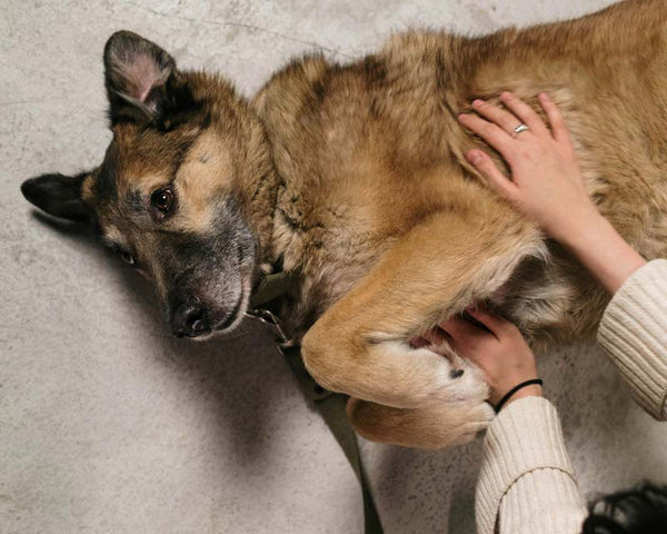 Woman pets a German shepherd mix lying on ground with paws together