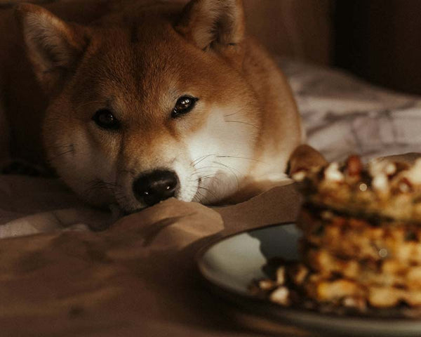 Selective focus of Shiba Inu dog lying on blanket looking at plate of waffles in foreground