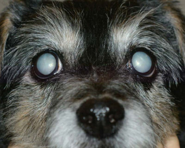 Close up of opaque cataracts in eyes of Shih Tzu mix dog