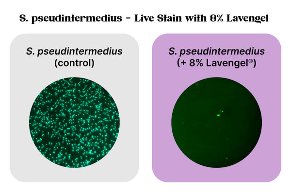 Live stain fluorescent dye analysis of Lavengel versus Staphylococcus pseudintermedius bacteria