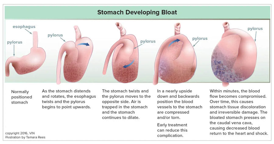 Diagram with text describing the process of a canine stomach developing bloat