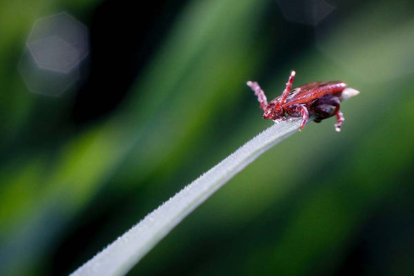 Deer tick on the end of a blade of grass