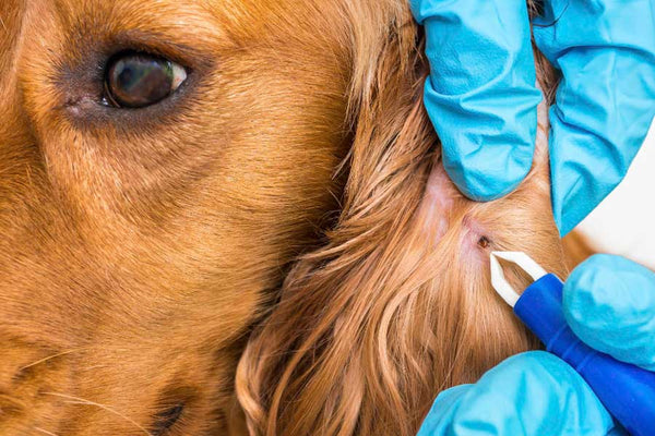 Removal of tick from the ear of Golden Retriever with plastic tweezers gripped by hands in blue latex gloves