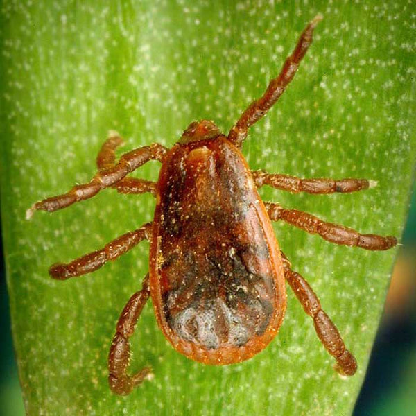 Closeup of brown dog tick on green leaf