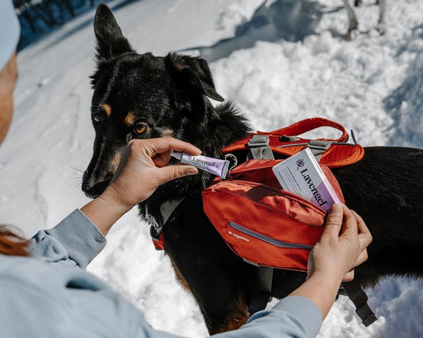 Woman takes Lavengel out of orange canine hiking pack on back of black shepherd mix standing in snow