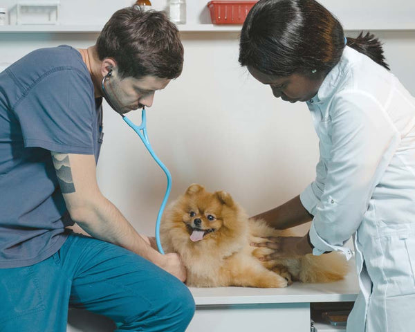 Veterinarian and Vet Tech examine orange Pomeranian on exam table