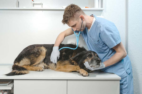 Veterinarian in blue scrubs listens to senior shepherd mix's heart with stethoscope