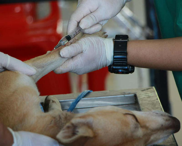 Veterinarian with white gloves injects medication into arm of dog lying on examination table
