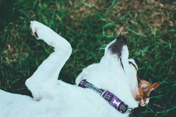 White dog with black and purple collar lies on back in grass with eyes closed