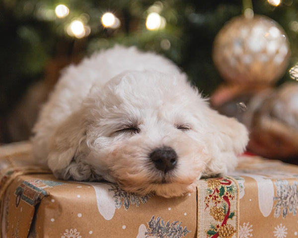 Small white dog sleeps on top of a present in front of Christmas tree