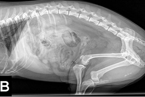 X-ray image of cat with severe urinary blockage