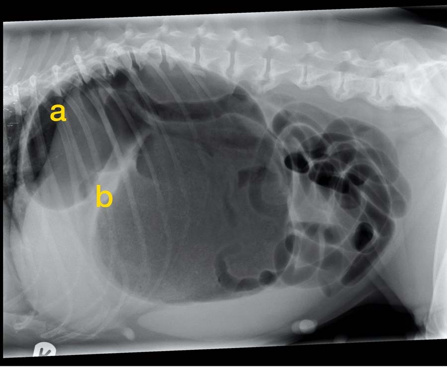 X-ray image showing a severely bloated canine stomach