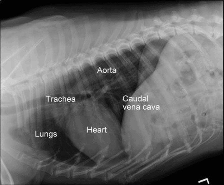 X-ray image of canine showing organs that have been labeled
