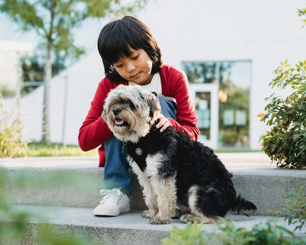 Young Asian boy sits on concrete step petting small dog wearing black harness