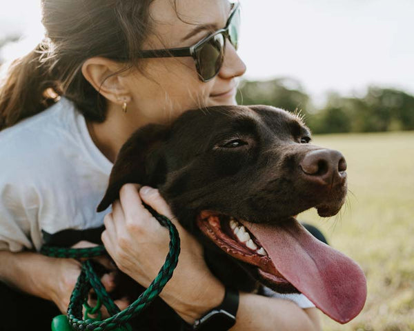 Young woman in sunglasses hugs the neck of a Chocolate Labrador Retriever