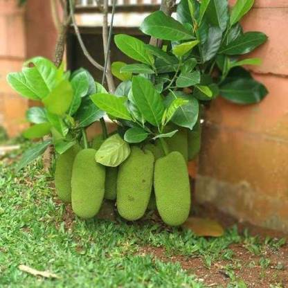 Puspita Nursery Rare Dwarf Vietnam Jackfruit Imported Live Plant Produ