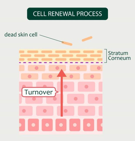 Cell Renewal Process