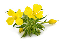 Evening Primrose flowers and stem