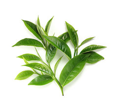 Green tea leaves ad stems