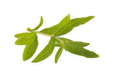 Lemon verbena leaves and stems