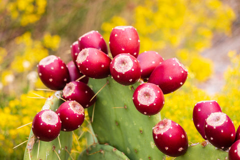 Prickly Pear cactus with several red fruit
