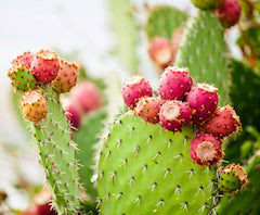 Prickly pear cactus plant with red fruit